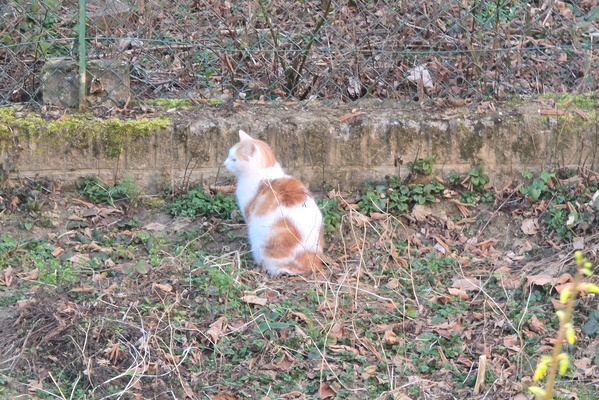 Timmy Contemplates the Meaning of Moss