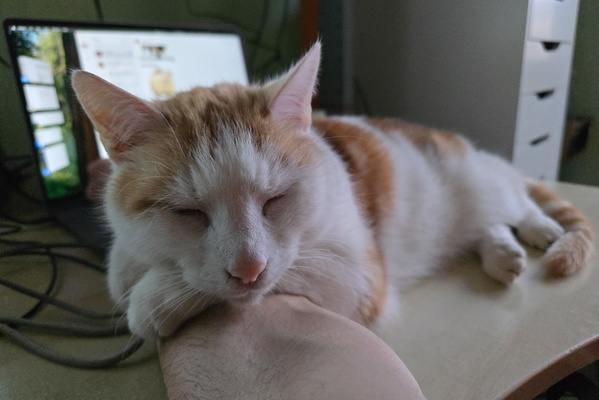Timmy's Slumber Support System (aka My Arm)