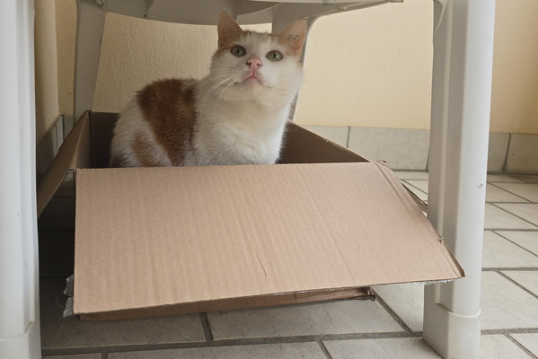 If I fits, I sits... under your chair!