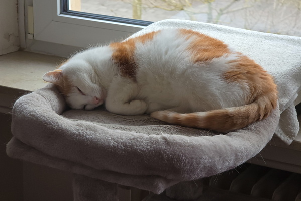 Timmy's Daily Dose of Sunshine-Powered Snoozes