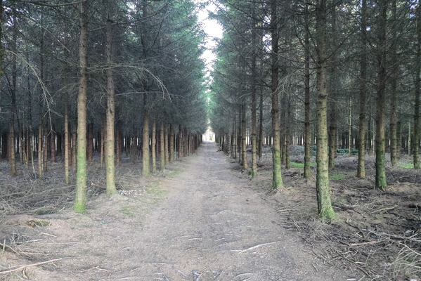 Tree-t Yourself: A Walk in the Woods