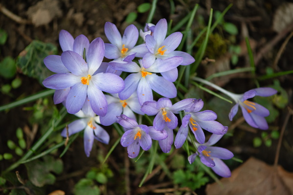 Violet Dreams