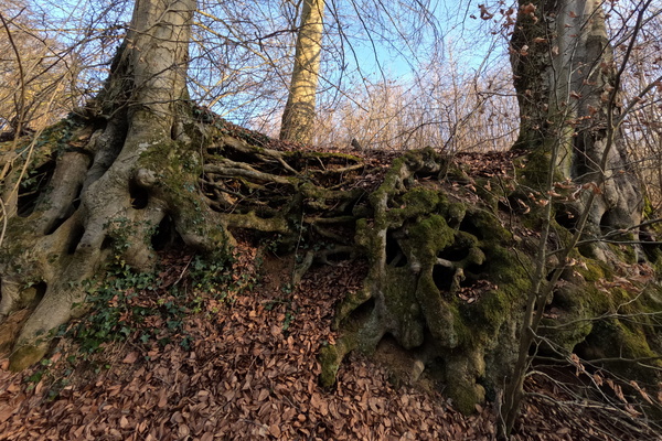 Root Awakening: A Tree's Midlife Crisis