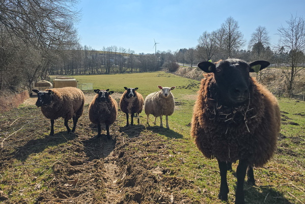 Ewe Looking at Me?