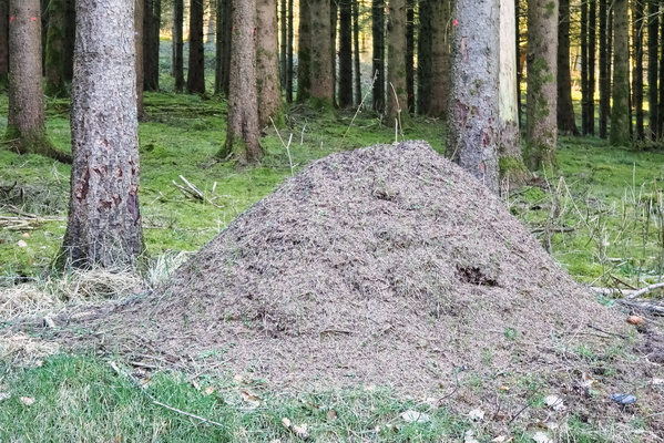 A Community Hub in the Woods: Life Inside an Anthill