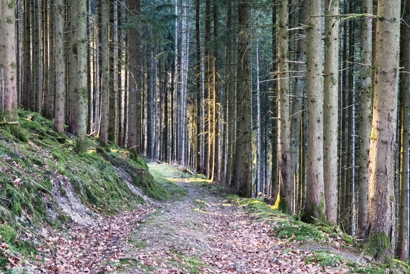 Trail Blaze: Conquer the Forest!