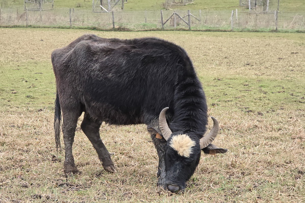 Peaceful Grazing