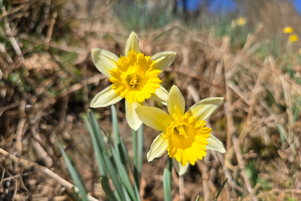 The Calming Patterns of the Daffodil