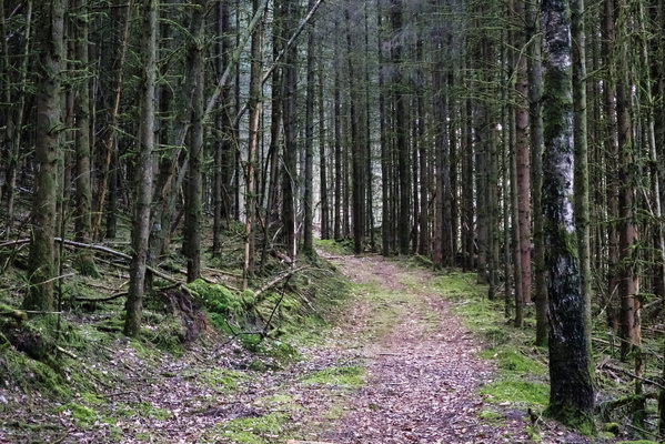 Patterns of Trees