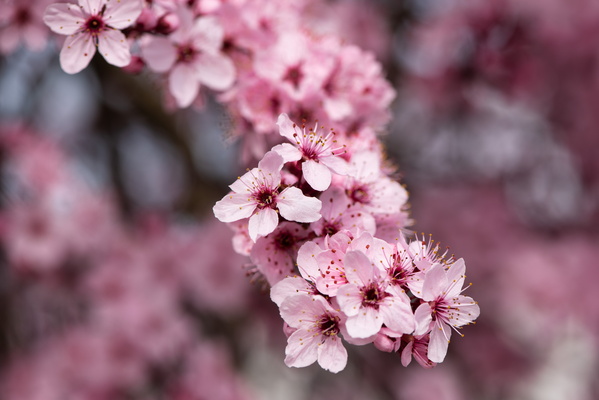 Patterns of Petals