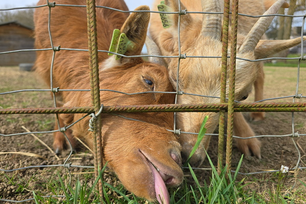Yearning for the Green Grass Beyond