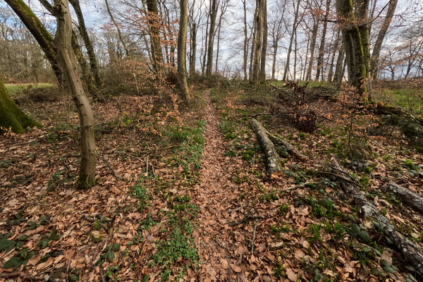 Blaze Your Own Trail!