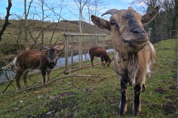 A Gathering of Goats by the Alzette