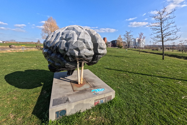 Brainy Fun in the Sun!
