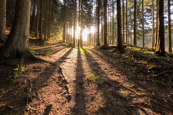 Sunbeam Chase: An Exciting Journey Into the Woods