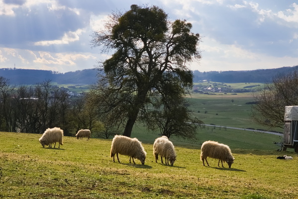 Emerald Pastures, Living Dreams