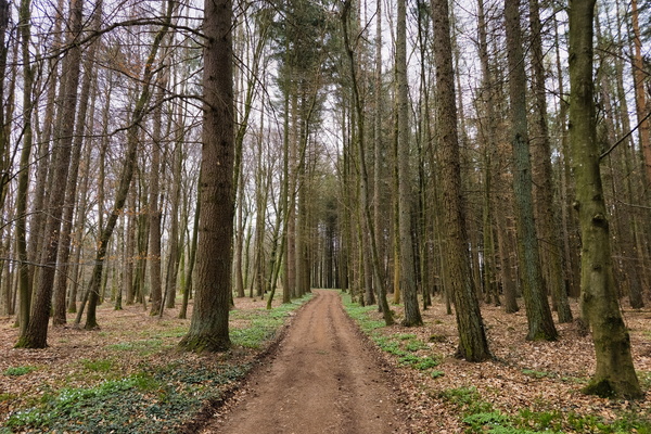 Patterns of Trees