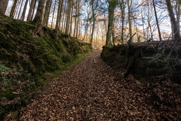 Into the Forest's Hidden Depths