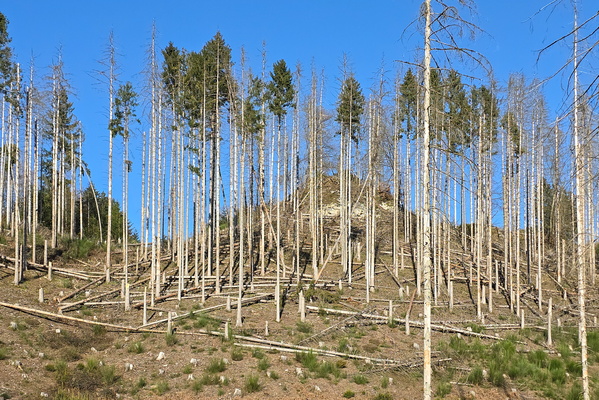Tree-mendous Mess: A Forest's Bad Hair Day