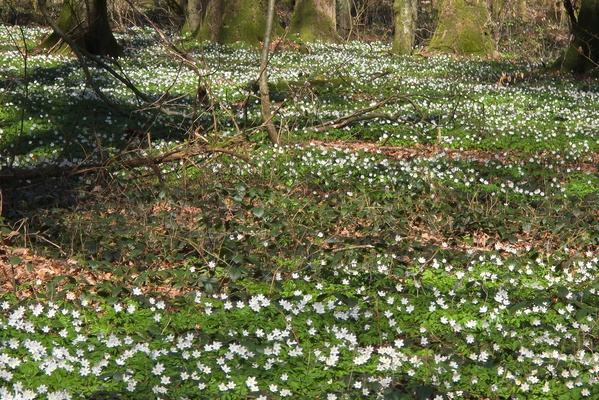 White Flowers, Green Leaves, Brown Branches