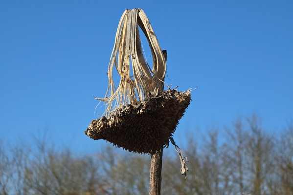 Sunflower's Bad Hair Day