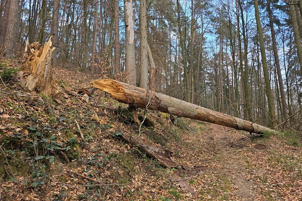 Fractured pattern, splintered wood, satisfying chaos
