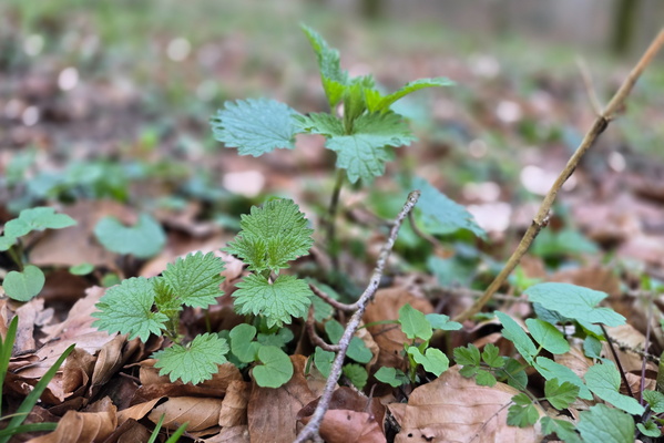 Nettles: The Uninvited Guests of the Forest Floor