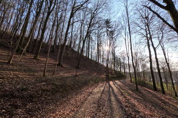 Light, Shadow, Movement! Woodland adventures and changing perspective