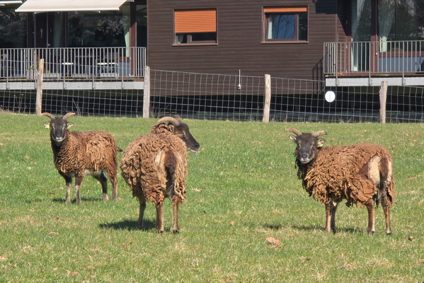 Wool on Green