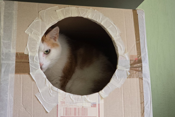 Timmy's Cardboard Condo: Five Stars, Would Burrow Again!
