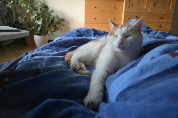 Timmy's Reign of Naps: A Royal Decree