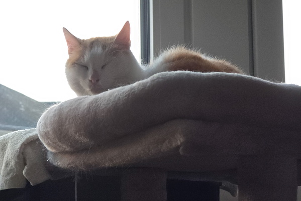 Timmy's Reign of Relaxation: A Fluffy Overlord's Midday Decree