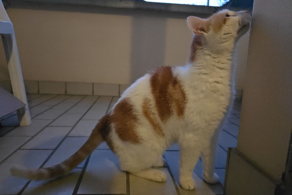 Timmy's Architectural Critique: A Purrfectly Absurd Appraisal