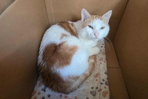 Oh Good, Another Cat-astrophic Box Invasion