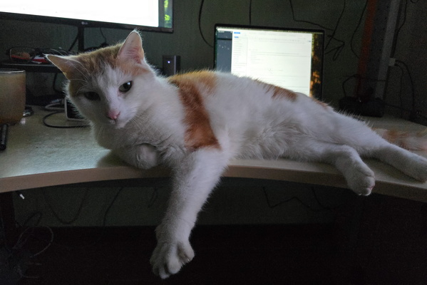 Oh, Just Another Day of 'Helping' with My Human's Work.