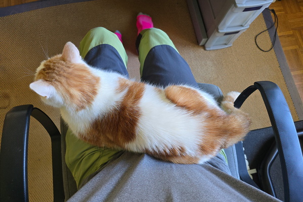 Oh, the Burden of Being a Lap Warmer