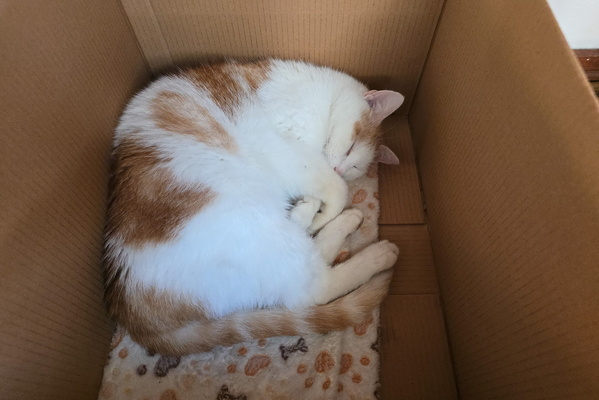 If I Fits, I Sleeps: A Cardboard Cat-astrophe!