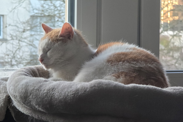 Timmy's Daily Dose of Window-Side Zen