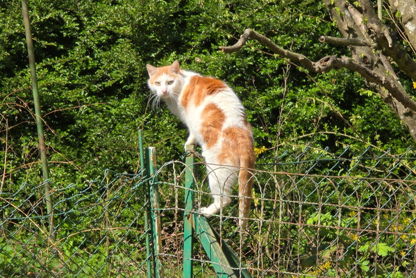 Timmy: Master of the Back Garden Boundary Disputes