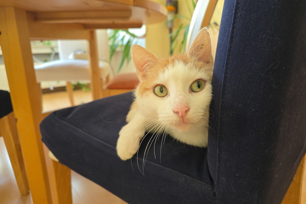 Oh, the Thrill of Sitting on a Chair.