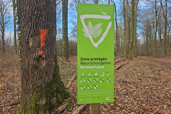Bright Mark, Shiny Sign, Must Explore the Forest!