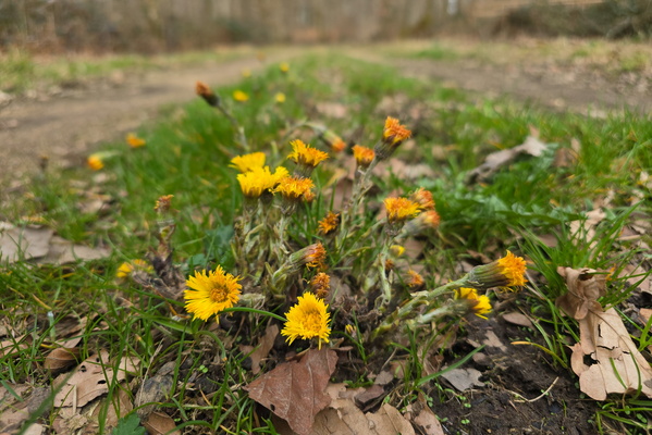 Intense Yellow, Geometric Petals