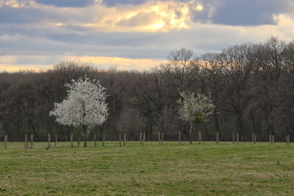 Fence-sitters Anonymous: Spring Edition