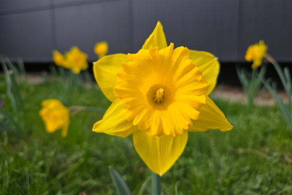 Daffodil-icious!