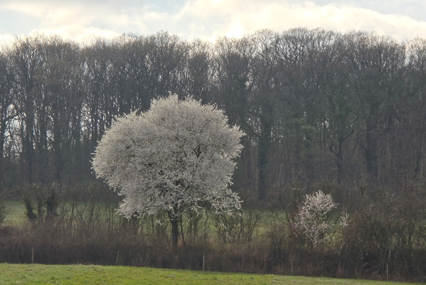 Fractal patterns of blossoming tree