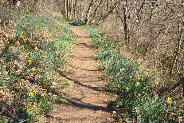 When Flowers Take the Scenic Route