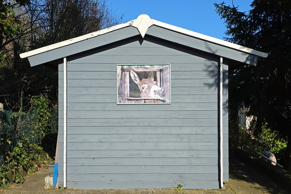 Shed Happens: Donkey Edition
