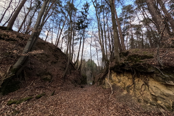 A comforting, predictable rhythm of leaves and trees