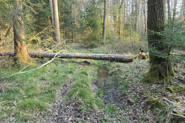Log Jammin': A Forest Traffic Delay
