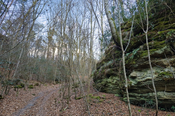 Patterns of Leaf and Stone: A World in Order